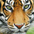 Profile picture of Tiger Jarvis